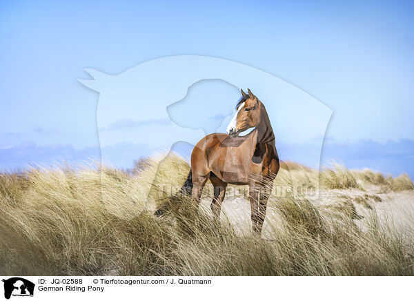 Deutsches Reitpony / German Riding Pony / JQ-02588