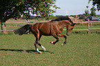 galloping German Riding Pony