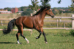 galloping German Riding Pony