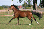 galloping German Riding Pony