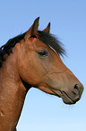 German Riding Pony Portrait