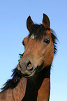 German Riding Pony Portrait