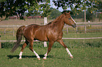 trotting German Riding Pony