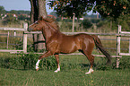 trotting German Riding Pony