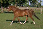 trotting German Riding Pony