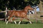 trotting German Riding Pony