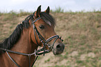 German Riding Pony Portrait