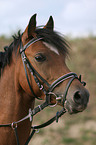 German Riding Pony Portrait