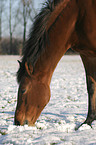 German Riding Pony in the snow