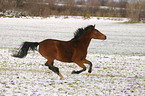 galloping German Riding Pony in the snow