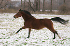 galloping German Riding Pony in the snow