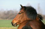 German Riding Pony portrait