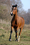 galloping German Riding Pony