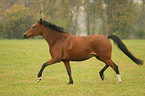 trotting German Riding Pony