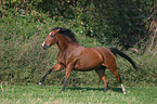 galloping German Riding Pony