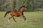 galloping German Riding Pony