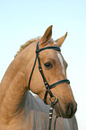 portrait of a German Riding Pony stallion