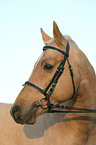 portrait of a German Riding Pony stallion