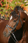 portrait of a German Riding Pony stallion