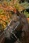 portrait of a German Riding Pony stallion