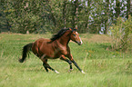 galloping German Riding Pony