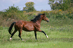 galloping German Riding Pony