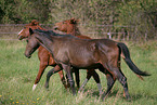 herd of horses