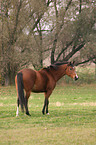 standing German Riding Pony