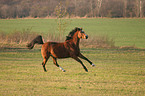 galloping German Riding Pony