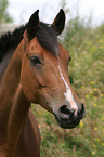 German Riding Pony Portrait