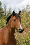 German Riding Pony Portrait