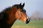 German Riding Pony Portrait