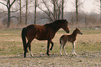 mare with foal