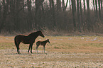 mare with foal