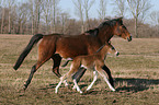 mare with foal