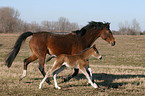 mare with foal