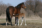 mare with foal