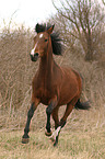 galloping horse