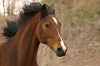 German Riding Pony with flying mane