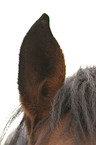 German Riding Pony ear