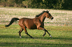 galloping German Riding Pony