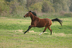 galloping German Riding Pony