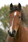 German Riding Pony portrait