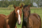 2 German Riding Ponies