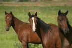 3 German Riding Ponies