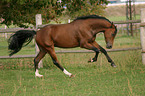 galloping German Riding Pony