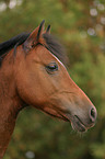 German Riding Pony Portrait