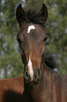 German Riding Pony foal