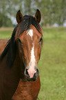 German Riding Pony Portrait