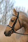 portrait of a German Riding Pony stallion